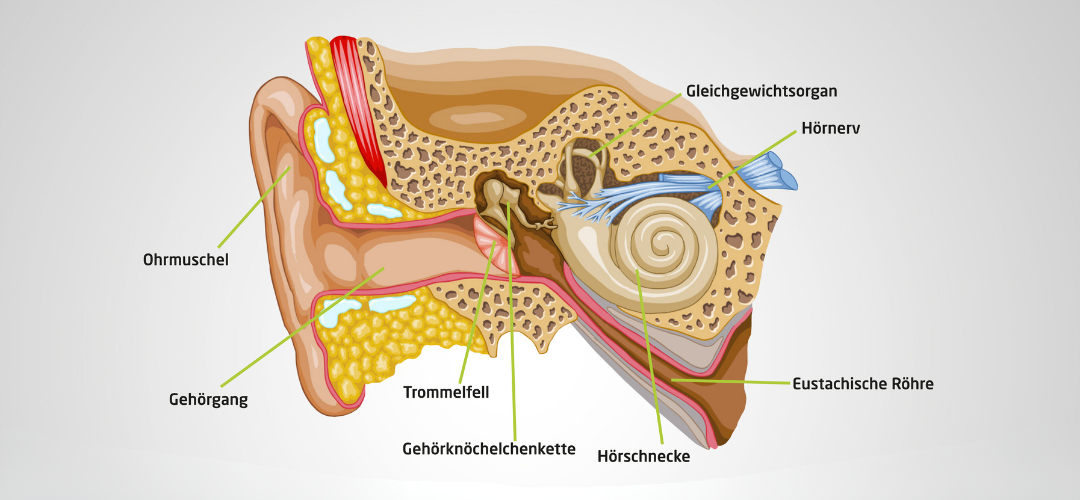 Blog_Aufbau_Ohr_1080x500